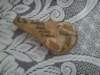 dsc_0539_small.jpg
